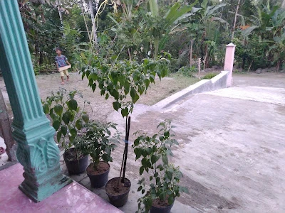 Riko Maulid