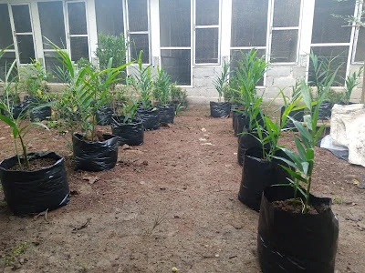 Zaenal Arifin Farm