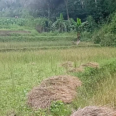 LESEHAN GUBUG SEDERHANA