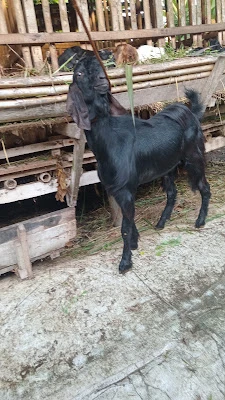 BERKAH KANDANG FARM