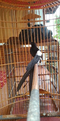 Quinn Bird Farm