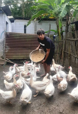 BKT (Basur Kandang Terbis)