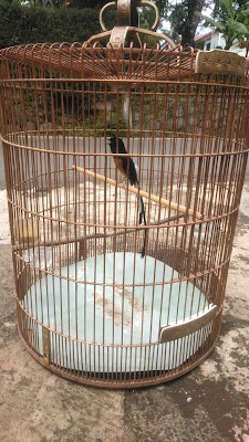 Aji bird farm (jual beli burung,pakan burung,pakan kucing dan alat² pancing)