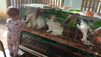Hidayat & Rifqi Rabbits Farm (KELINCI DEMANGSARI)