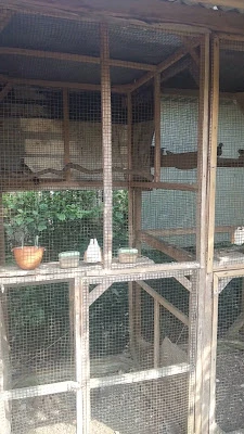 Bird farm MEGA MUSTIKA ( perkutut )