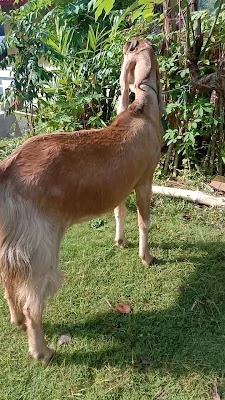 Yoto Zahwa Farm