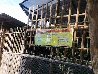 Jual Tanaman Hias