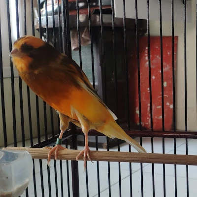 Rio bird farm