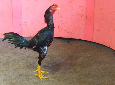 Jual Ayam Bangkok Aduan Super
