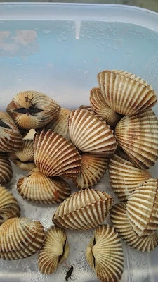 Gubug kerang