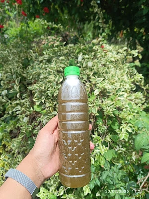 Es Sari Tebu Murni " BANG JE "