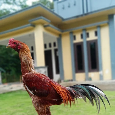 Mushola Baiturohman