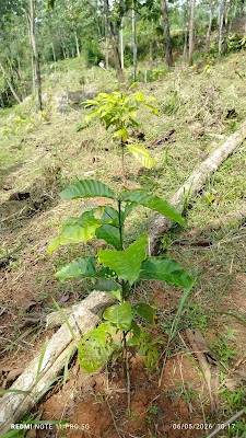 Kebun kali gintung
