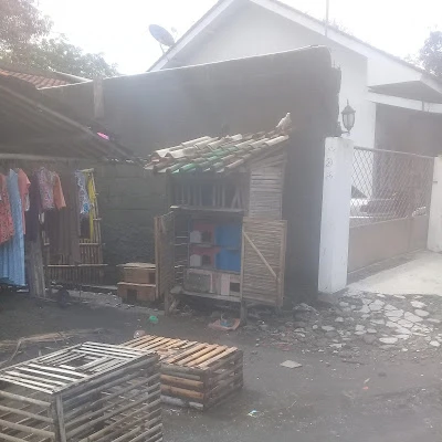 Lapak Grandong (Merpati Hias)