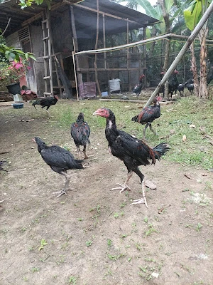 ArUs Canary CLP