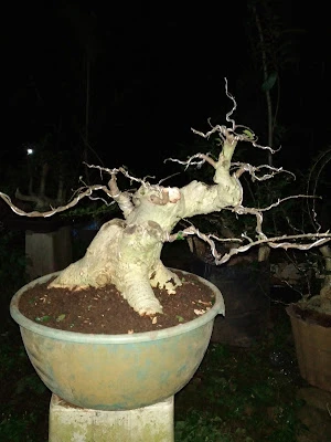 Kang Mus Bonsai CBC