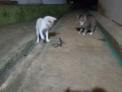 Gembrong pet shop