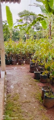 Purbalingga