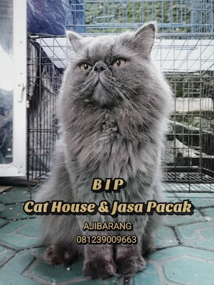 BIP Cat House & Jasa Pacak