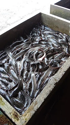 Kios Ikan Mba Tri/sariman
