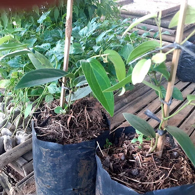Warung Sembako Mbah Surmin