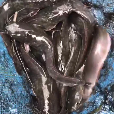 Aminatus ikan segar