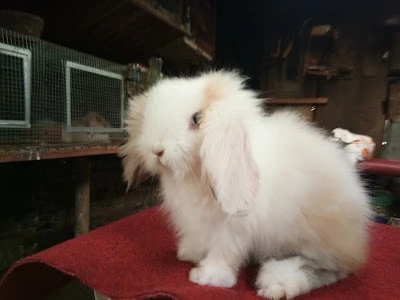 Azamara Rabbit