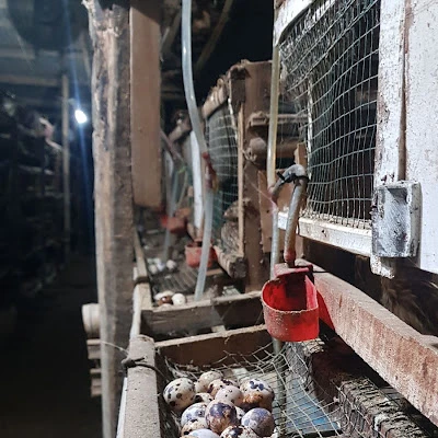 SARKAM PUYUH & PAKAN BURUNG DLL