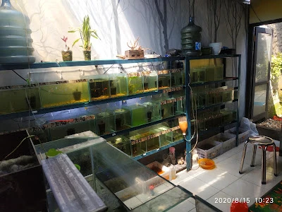 Tuman Guppy