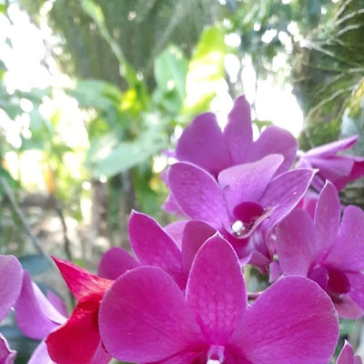 Bok Sier talang Sidasari