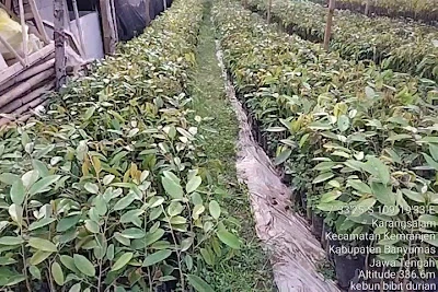 SDN 2 Karangsalam NPSN 20302672