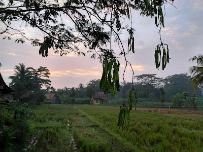 Jetis Asri