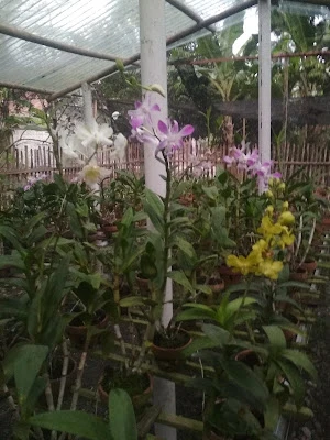 dyavira orchid