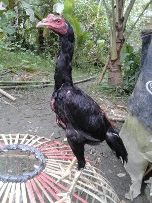Muliana jr