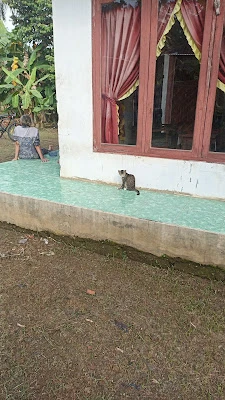 MARIMAN KAMBING
