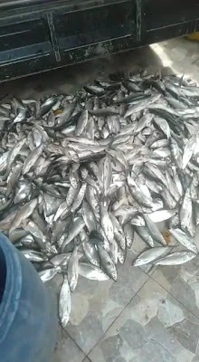 Ws depot bandeng dan ikan laut