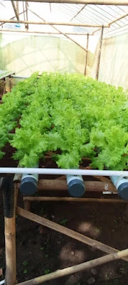 Selada Hidroponik Phia Latucce Farm