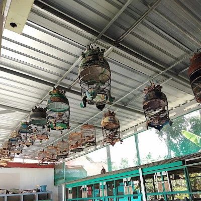 tempat jual burung perkutut