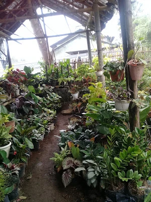 Depot Tanaman KEMBANG LARIS