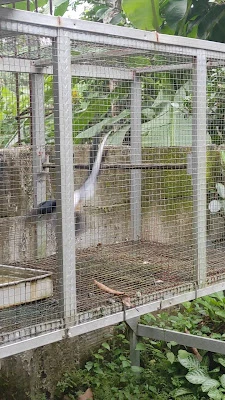 Bird farm murai batu