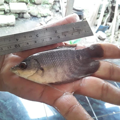 Pertelon Ikan Mas
