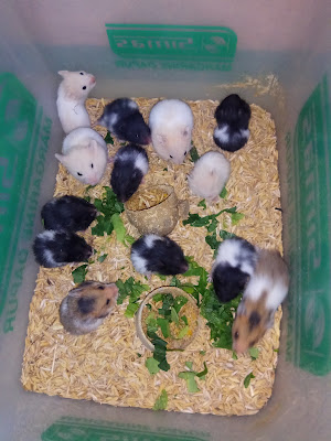 Aa Hamster