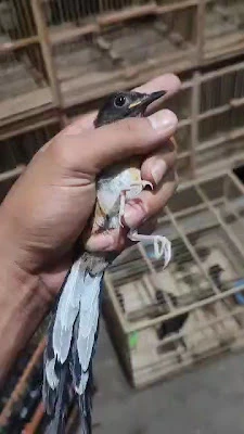 Ring murai Narzum kaye