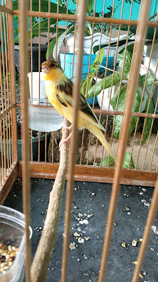abil kenari