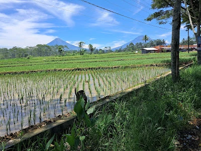 Pesawahan Rawalo Banyumas