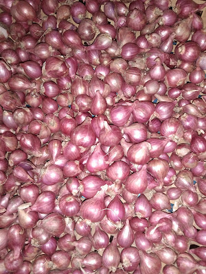 AL FATIH grosir bawang merah