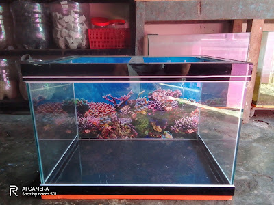Aldi Aquarium