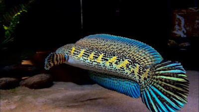 AMR Aquatic