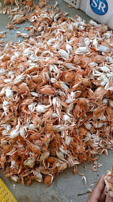 An Nur Seafood Grosir Kerang Ijo