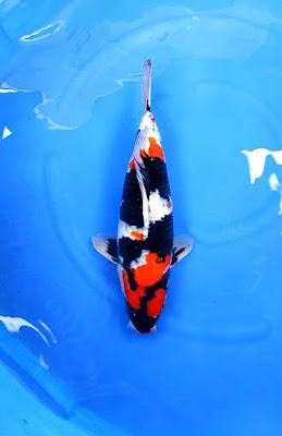 ANDROMEDA KOI FARM